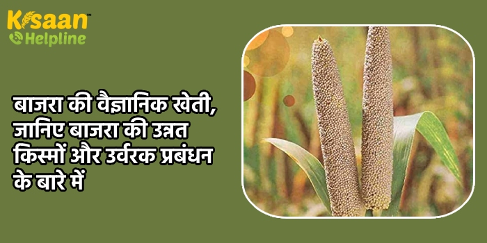 बाजरा की वैज्ञानिक खेती, जानिए बाजरा की उन्नत किस्मों और उर्वरक प्रबंधन के बारे में 