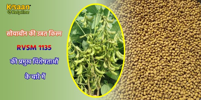 जानिए सोयाबीन की उन्नत किस्म RVSM 1135 की प्रमुख विशेषताओं के बारे में