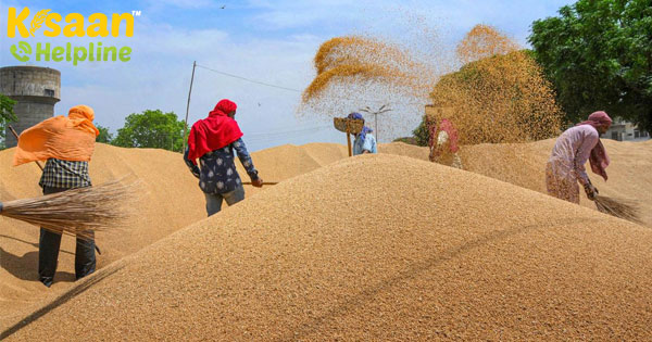 पंजाब के बाद गेहूं खरीद में मध्यप्रदेश अग्रणी है, जानिए इसके बारे में