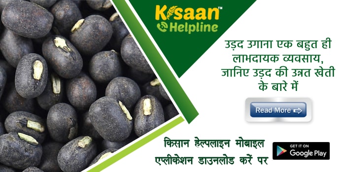 उड़द उगाना एक बहुत ही लाभदायक व्यवसाय, जानिए उड़द की उन्नत खेती के बारे में