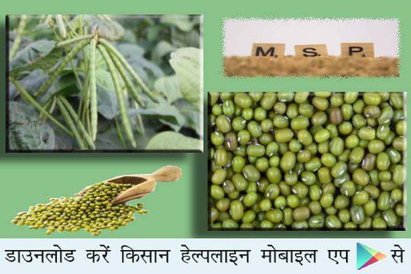 बड़ी खबर किसानों के लिए: न्यूनतम समर्थन मूल्य (MSP) में मूंग खरीदी का कोटा बढ़ाया, 15 सितंबर तक होगी मूंग की खरीदी