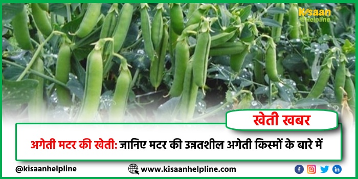 अगेती मटर की खेती: जानिए मटर की उन्नतशील अगेती किस्मों के बारे में