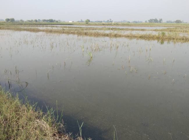 ड्रेन हुआ जाम, सैकड़ों एकड़ की फसल जलमग्न