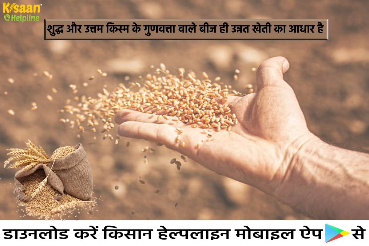 शुद्ध और उत्तम किस्म के गुणवत्ता वाले बीज ही उन्नत खेती का आधार है, जानिए अच्छे बीज की विशेषता और गुणवत्ता बनाये रखें के उपाय