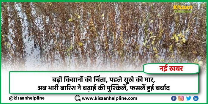 बढ़ी किसानों की चिंता, पहले सूखे की मार, अब भारी बारिश ने बढ़ाई की मुश्किलें, फसलें हुई बर्बाद