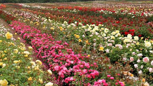 गुलाब के पौधों और उनकी किस्मों की ऐसी जानकारी कहीं नहीं मिलेगी