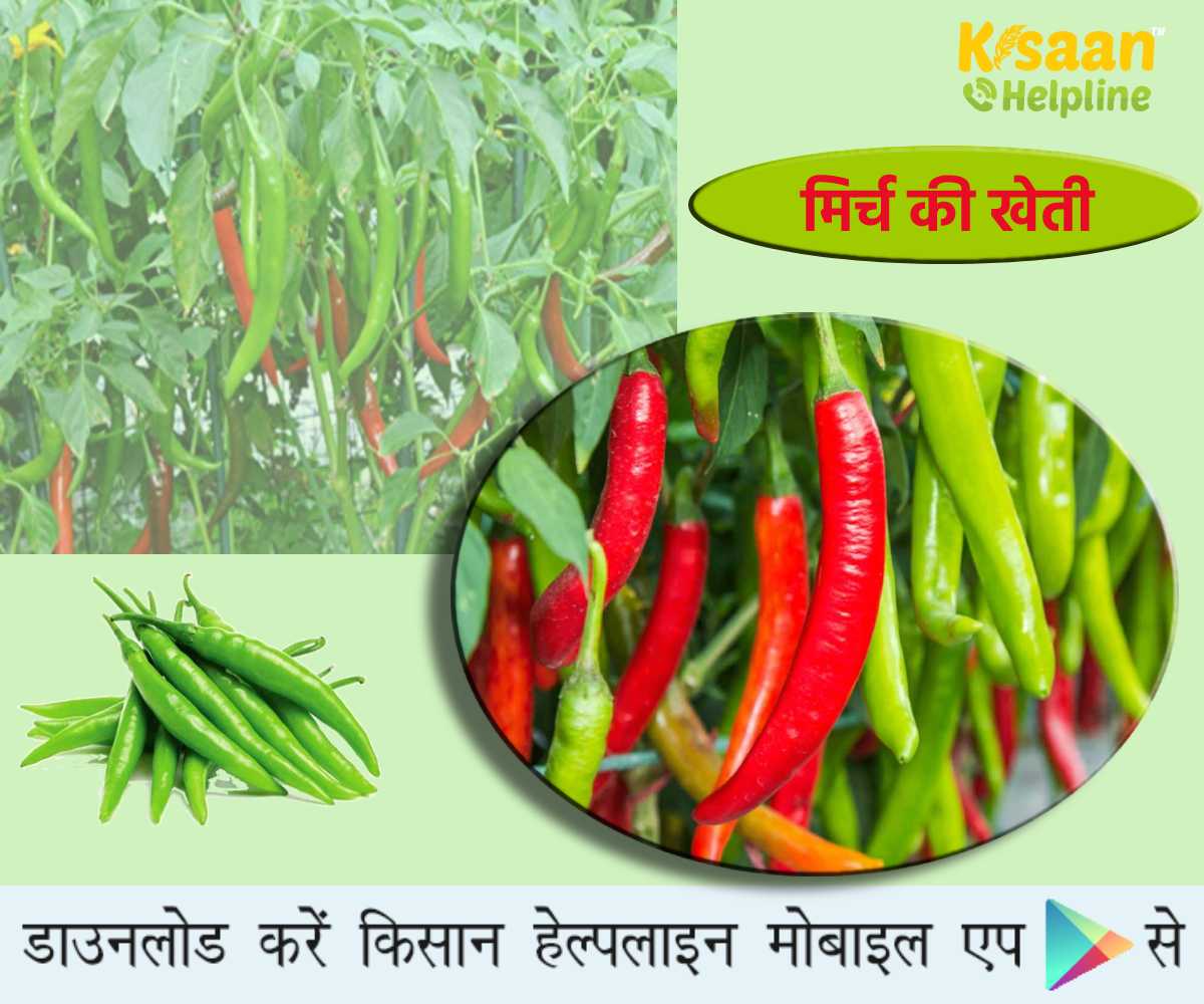 मिर्च की खेती: जानिए मिर्च की पौध तैयार करना, नर्सरी प्रबंधन और हानिकारक कीट एवं रोग की रोकथाम के उपाय
