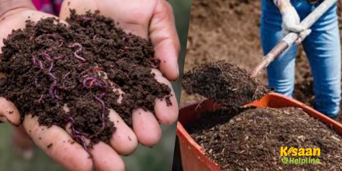 किसान वर्मीकम्पोस्ट के व्यवसाय से कमा सकता है अच्छा मुनाफा, जानिए व्यवसाय से जुड़ी जानकारी