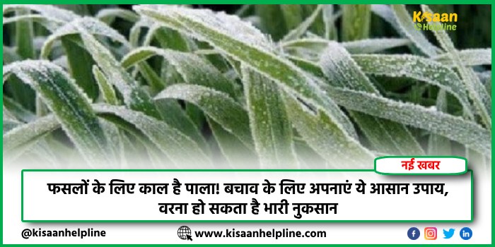 फसलों के लिए काल है पाला! बचाव के लिए अपनाएं ये आसान उपाय, वरना हो सकता है भारी नुकसान