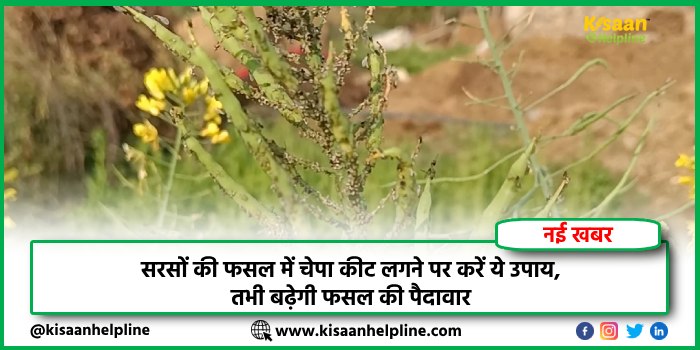 सरसों की फसल में चेपा कीट लगने पर करें ये उपाय, तभी बढ़ेगी फसल की पैदावार