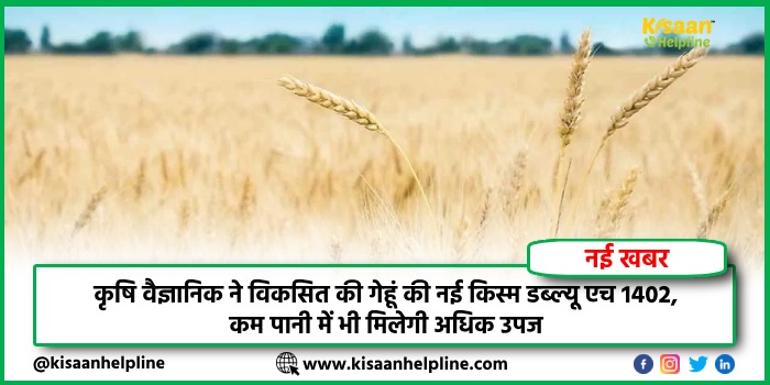 कृषि वैज्ञानिक ने विकसित की गेहूं की नई किस्म डब्ल्यू एच 1402, कम पानी में भी मिलेगी अधिक उपज