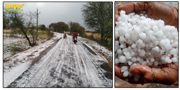 मंदसौर जिला बना शिमला, बारिश के साथ भारी ओलावृष्टि, अपनी फसल बर्बाद होता देखकर किसान मायूस