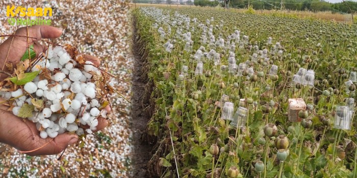 बेमौसम बारिश और ओलावृष्टि से सबसे महंगी फसल अफीम यानी "काला सोना" फसल हुई बर्बाद