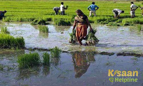 इस साल हो सकती है, अच्छी बारिश ! 95% सामान्य मानसून का अनुमान: IMD