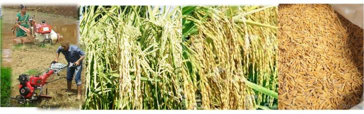 एरोबिक धान लड़ेगा सूखे से