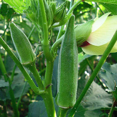 भिन्डी को कैसे बचाएं रोगों और कीटों से.......