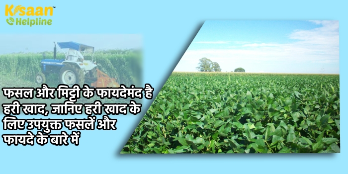फसल और मिट्टी के लिए फायदेमंद है हरी खाद, जानिए हरी खाद के लिए उपयुक्त फसलें और फायदे के बारे में