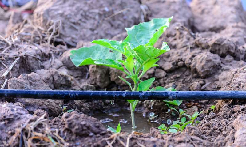 झारखंड सरकार किसानों के फसल बीमा की राशि के प्रीमियम का भुगतान करेगी