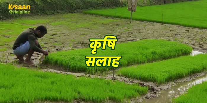 मौसम आधारित किसानों को कृषि सलाह, इस सप्ताह कर सकते है इन फसलों की बुवाई