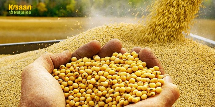 किसान स्वयं का सोयाबीन का बीज उत्पादन कर सकते है अपने खेत पर, जानें इन तरीकों के बारे में