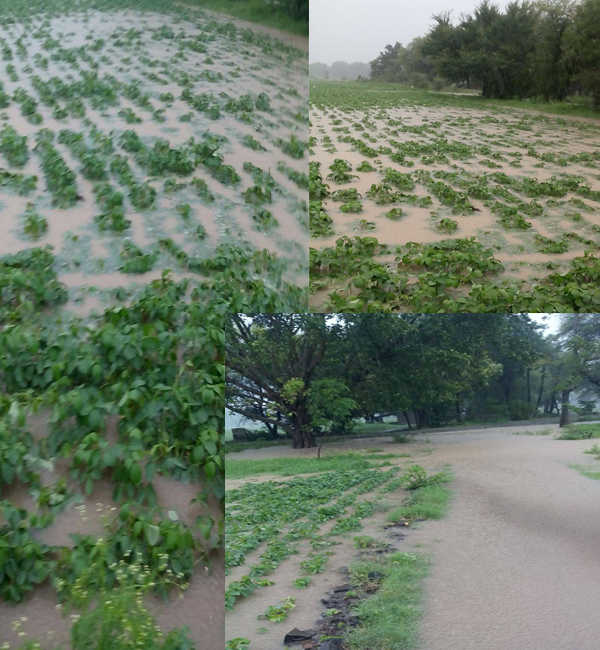 आज मध्य प्रदेश के उज्जैन और आस पास के जिलो में काफी बारिश