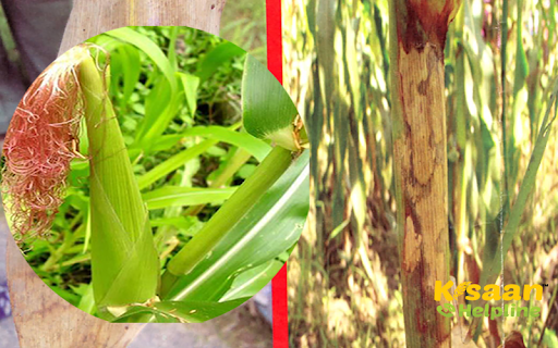 खरपतवार नियंत्रण से लेकर उर्वरको का प्रयोग, जाने मक्का फसल के लिए आवश्यक बातें