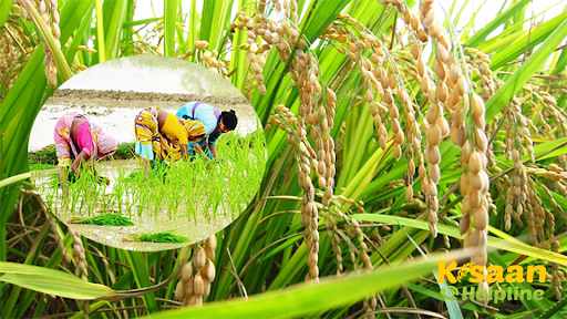 धान की खेती में खरपतवार को नियंत्रित करें, यांत्रिक विधि द्वारा