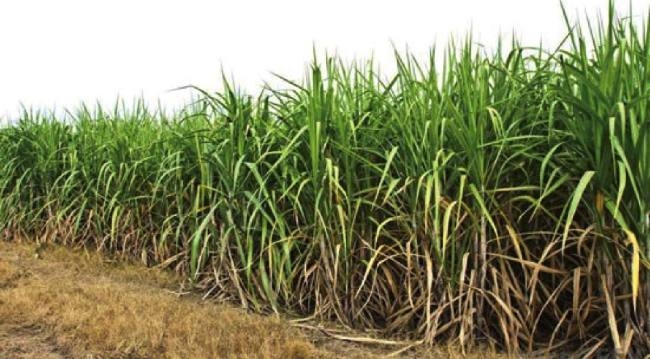 पौधों की नत्रजन की आवश्यकता की पूर्ति के तरीके अपनाये