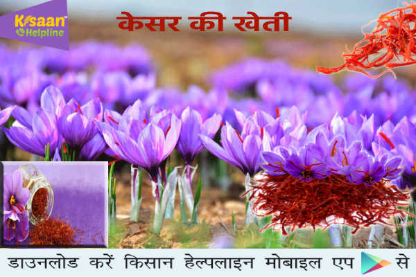 केसर की उन्नत खेती, जानिए बुवाई का उचित समय, उपयोग, लाभ और पैदावार के बारे में 