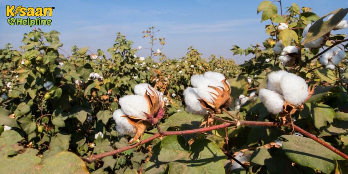 Cotton Farming: जानिए कपास की फसल में आवश्यक फसल गतिविधियां के बारे में
