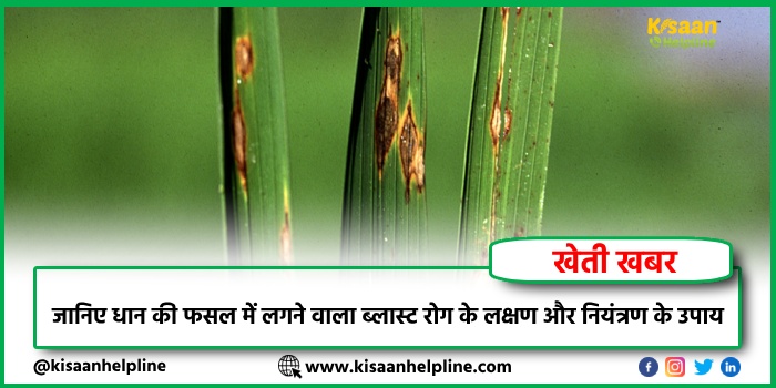 जानिए धान की फसल में लगने वाला ब्लास्ट रोग के लक्षण और नियंत्रण के उपाय