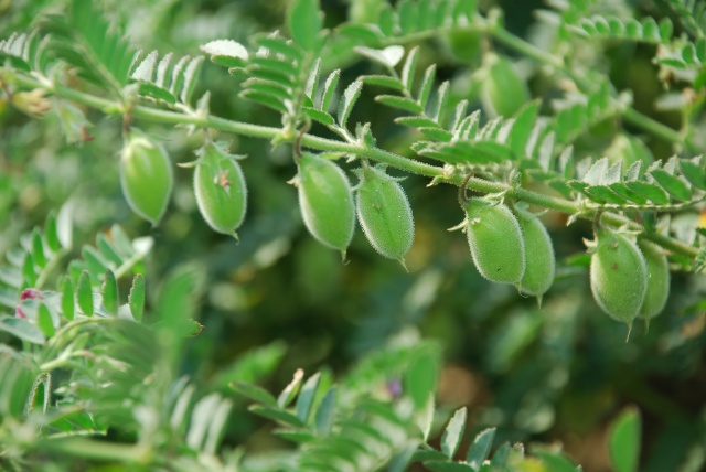 बीज उत्पादन में प्रयुक्त प्रजातिया, पकने की अवधि और उत्पादन