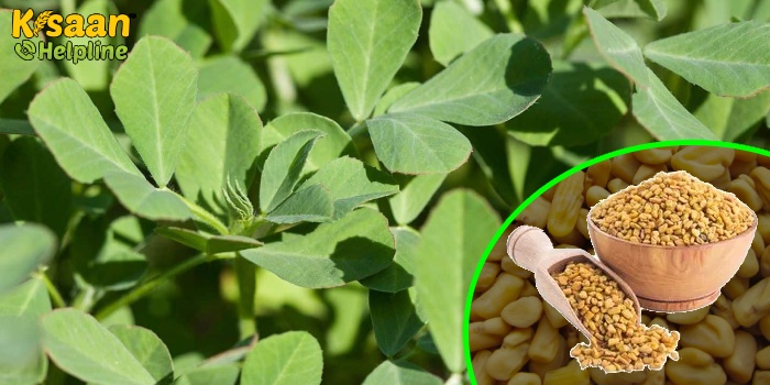 मेथी की खेती करने से किसानों को मिल सकता है बढ़िया मुनाफा, जानिए मेथी की खेती करने का तरीका