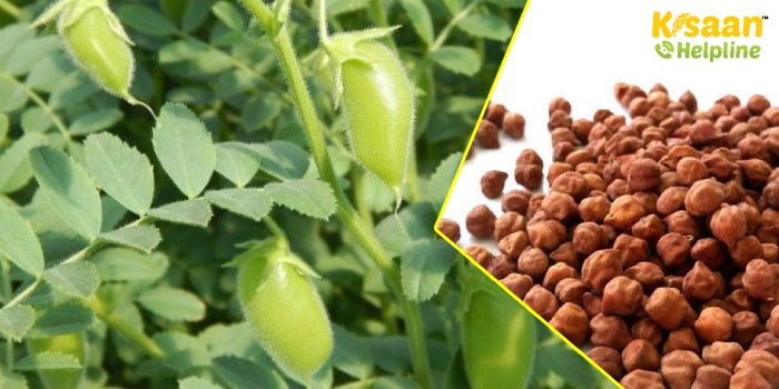 जानिए अक्टूबर माह में चने की फसल की देखभाल और खेती से जुड़ी जानकारी