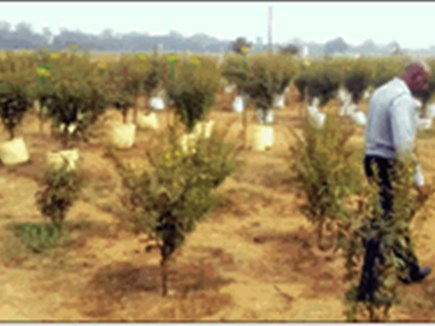 एक अरहर का पौधा देगा 2 किलो उत्पादन और 600 ग्राम लाख भी