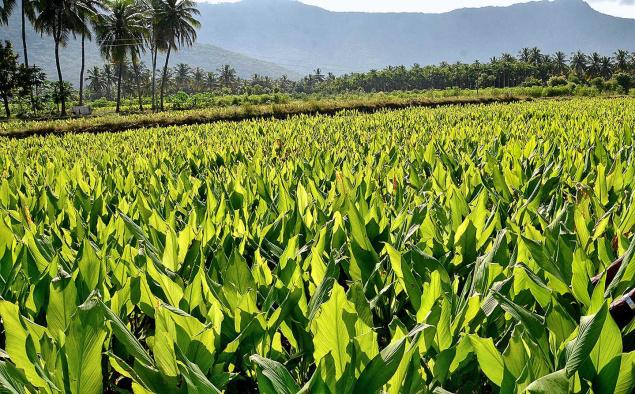 मुनाफे की खेती करना चाहते है तो ये जानकारी आपके लिए बहुत जरुरी