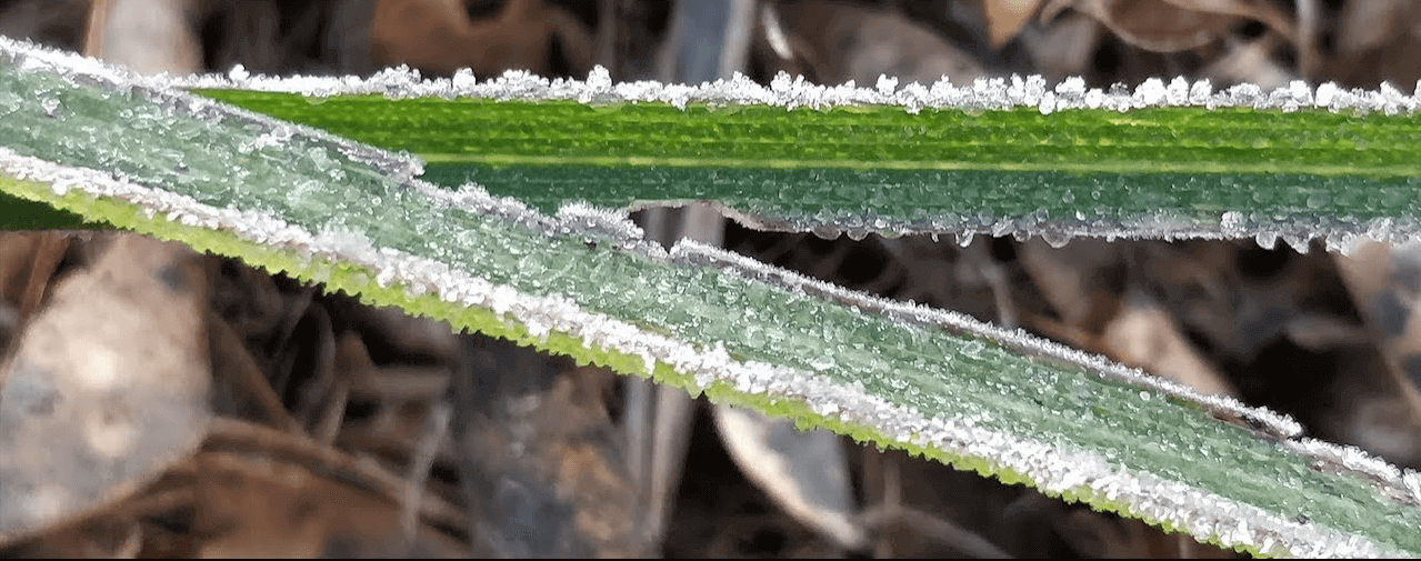 किसान कैसे बचाएं पाले से अपनी फसलों को