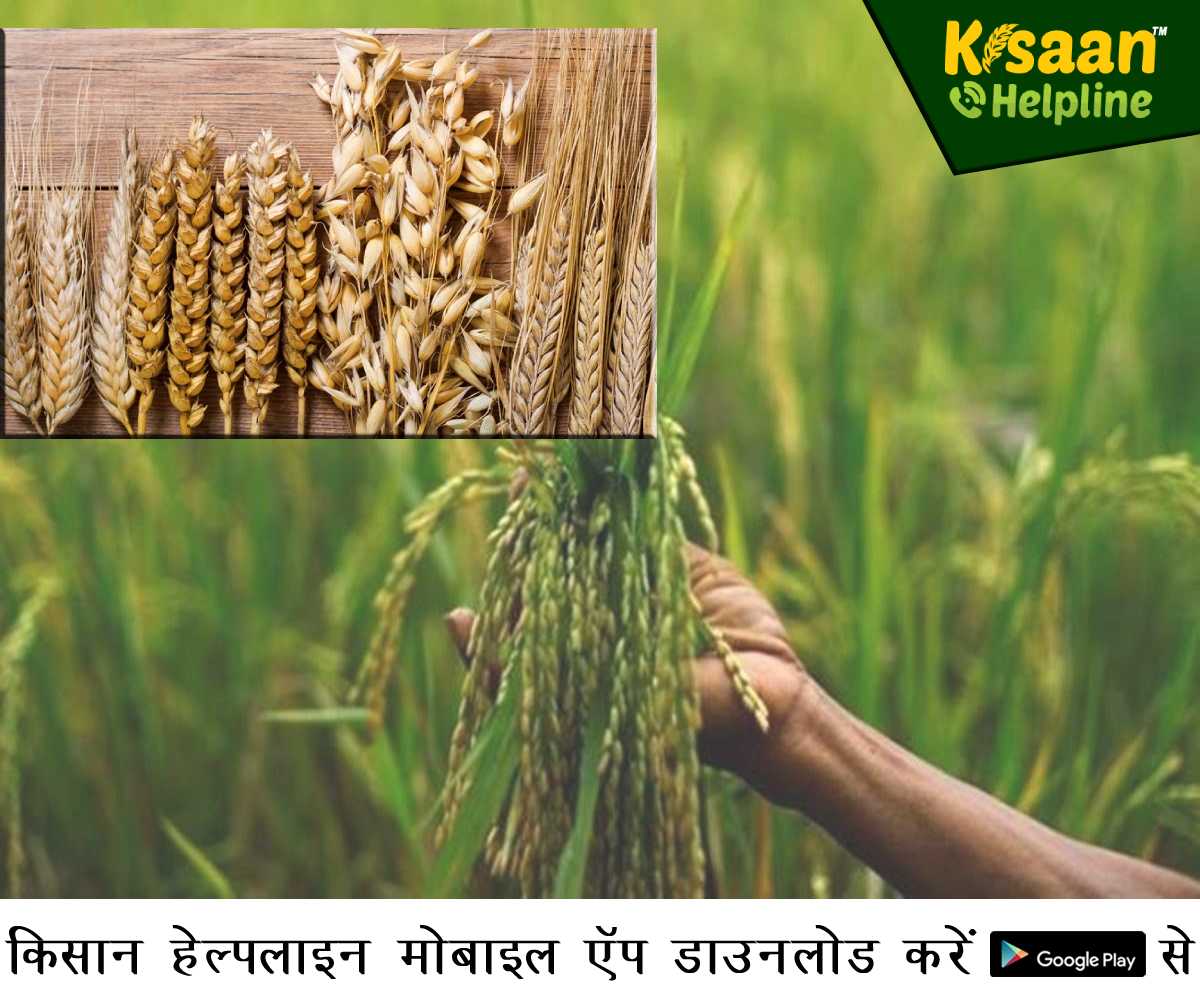 Agriculture News: मध्य प्रदेश कृषि विश्वविद्यालय ने विकसित की जई, गेहूं, चावल की नई किस्में