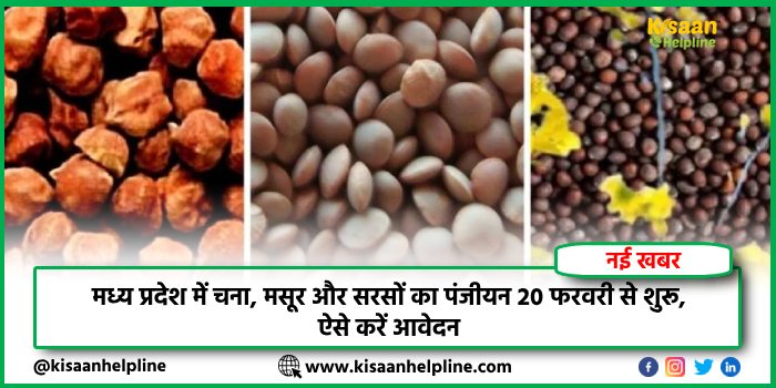 मध्य प्रदेश में चना, मसूर और सरसों का पंजीयन 20 फरवरी से शुरू, ऐसे करें आवेदन