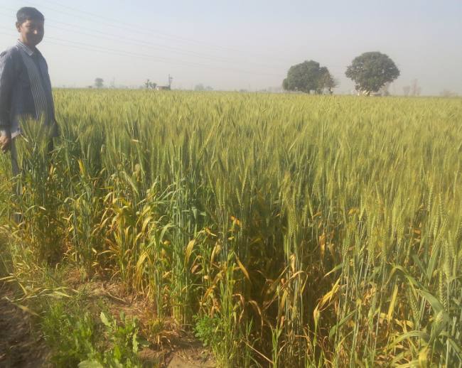 गेहूं में पीला रतुआ ने दी दस्तक, प्रोपीकोनाजोल दवा छिड़कें किसान