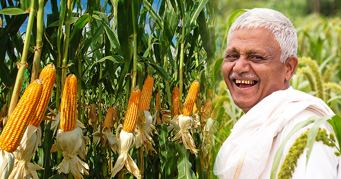 बेबी कॉर्न करवा देगा आपकी अच्छी इनकम, साल में 3 से 4 फसल