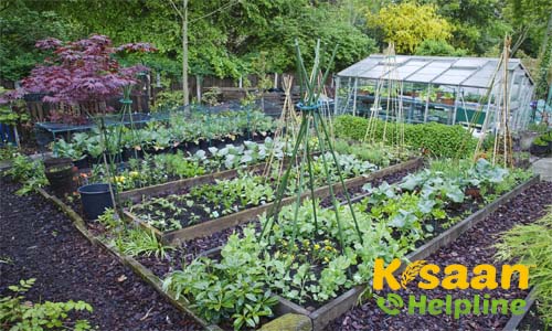 जानिए, गार्डन में लगने वाली सब्जियां और उनके फायदें