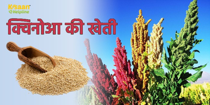 किसान भाई क्विनोआ की खेती से कमा सकते है कम लागत में अधिक लाभ
