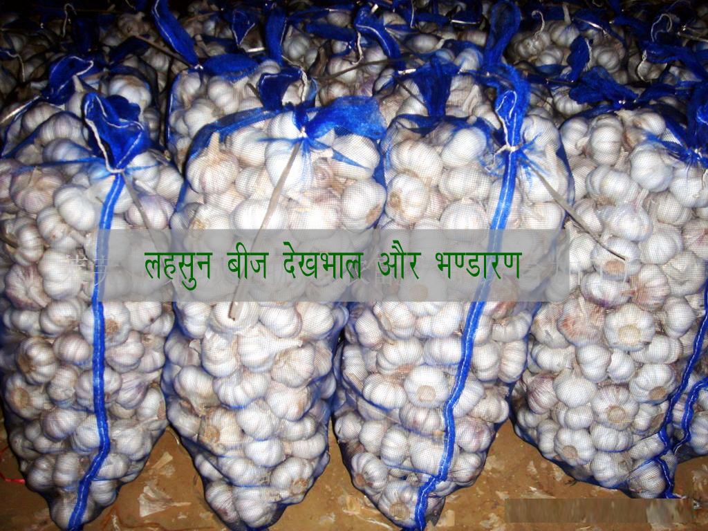 किसान हेल्पलाइन सन्द्देश: लहसुन बीज देखभाल और भण्डारण 