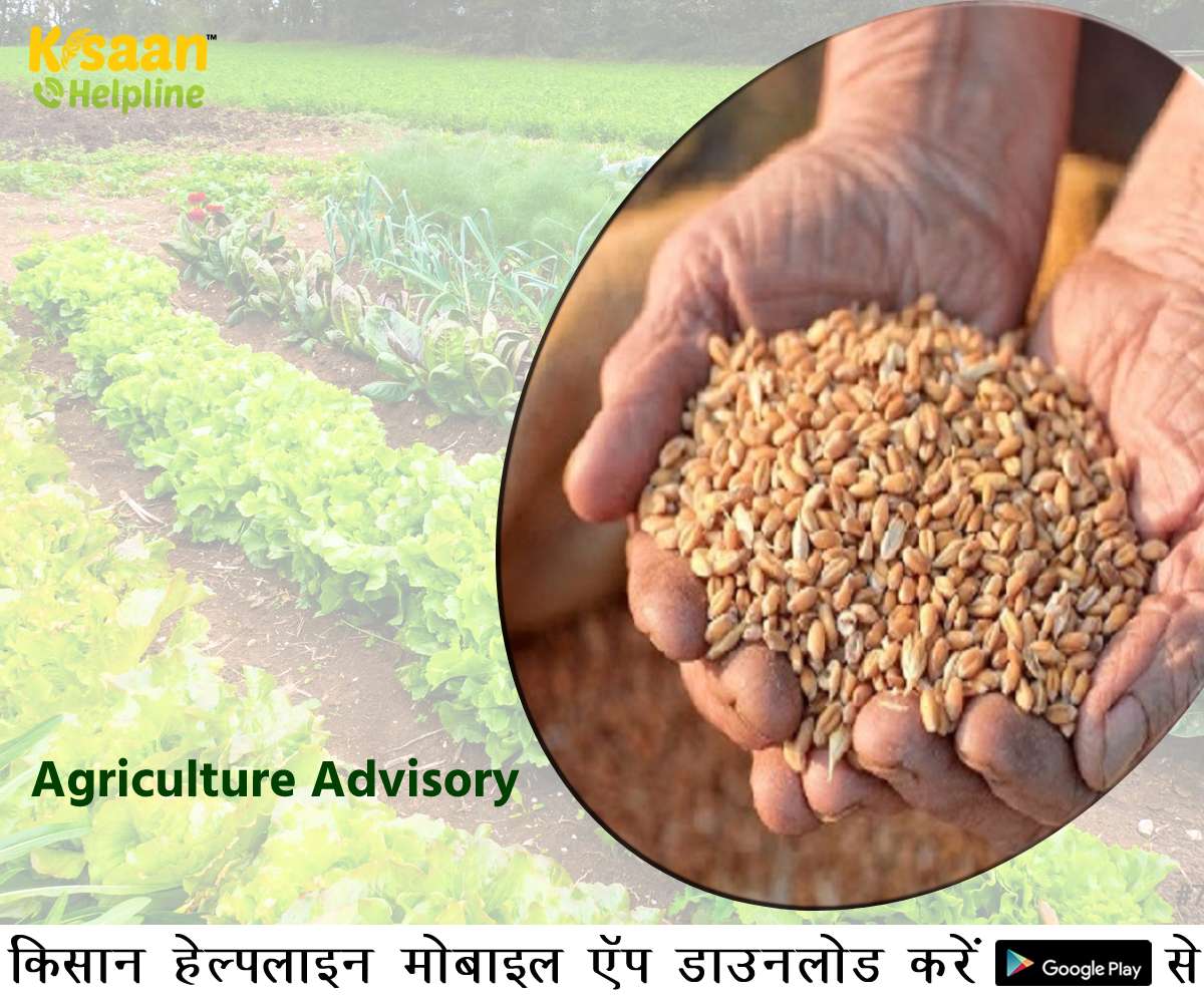 कृषि वैज्ञानिकों ने जारी की कृषि एडवाइजरी, किसान भाई रखें इन बातों का विशेष ध्यान