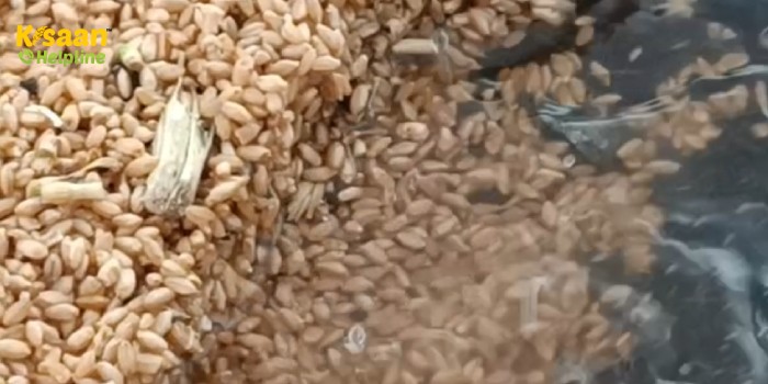 बेमौसम बारिश और ओलावृष्टि कहर बनकर टूटी किसानों पर, इस राज्य की मंडियों में रखा अनाज भी भीगा