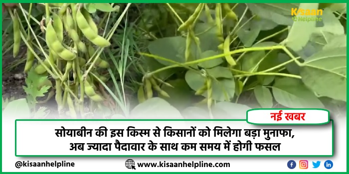 सोयाबीन की इस किस्म से किसानों को मिलेगा बड़ा मुनाफा, अब ज्यादा पैदावार के साथ कम समय में होगी फसल