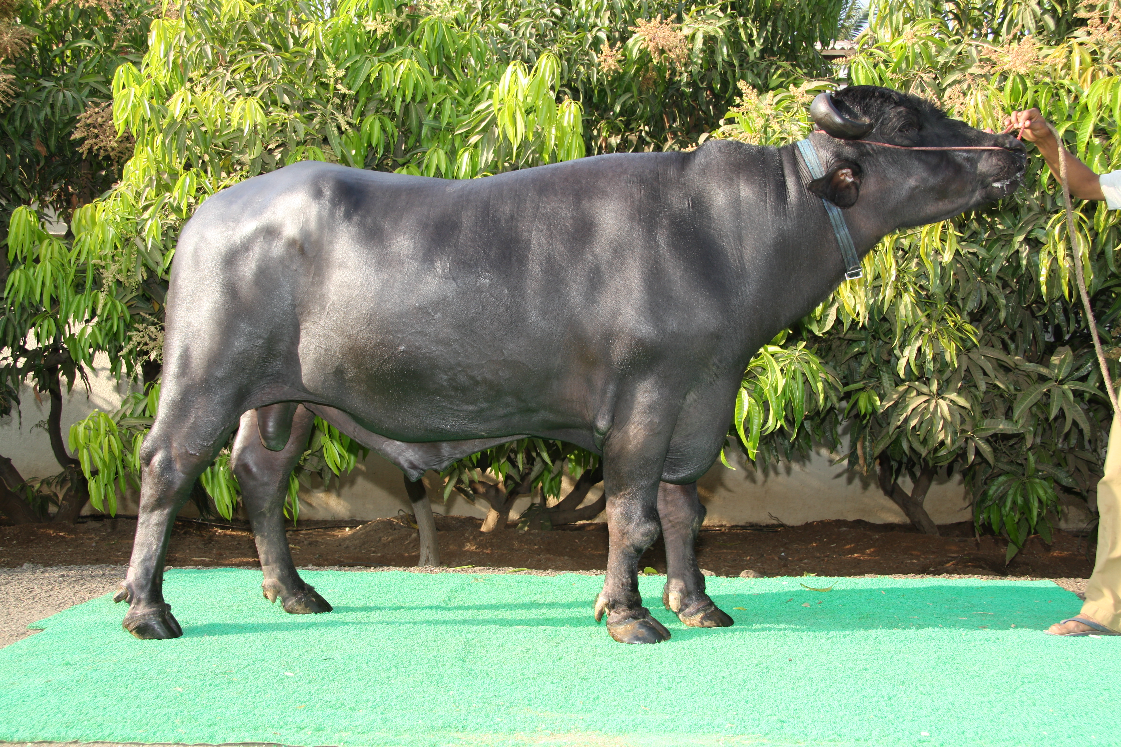 समुन्नत पशु प्रजनन योजना (अनुदान पर प्रजनन योग्य पेडीग्रिड मुर्रा सांड का प्रदाय योजना सभी वर्ग के लिए)