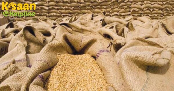 गेहूं का भंडारण कैसे करें - गेहूं को घुन (Wheat weevils) कीट से कैसे बचाये