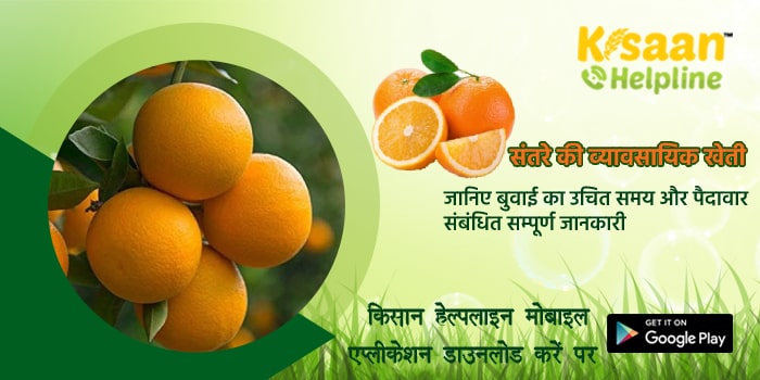 संतरे की व्यावसायिक खेती, जानिए बुवाई का उचित समय और पैदावार संबंधित सम्पूर्ण जानकारी